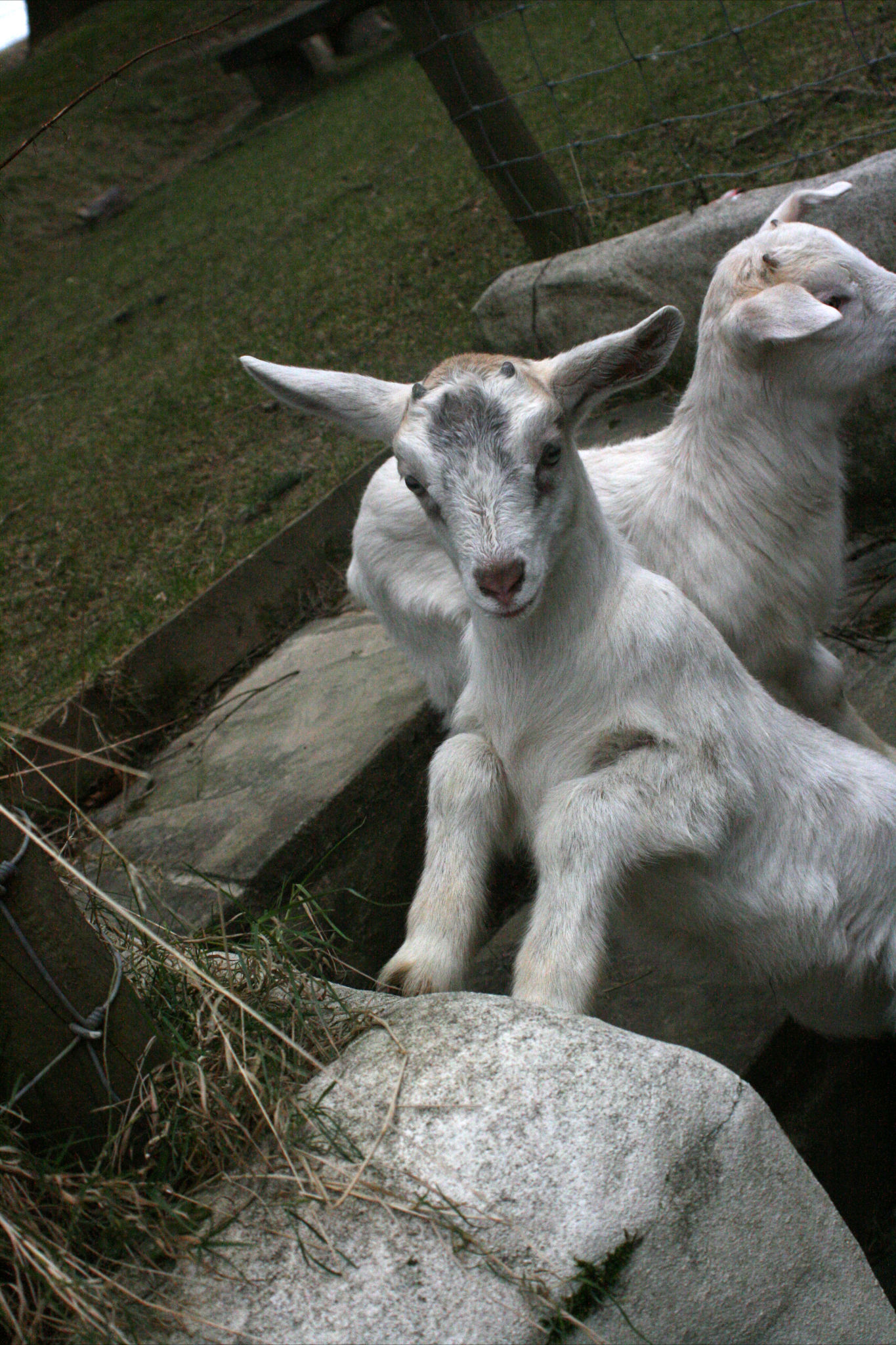 Goat kids