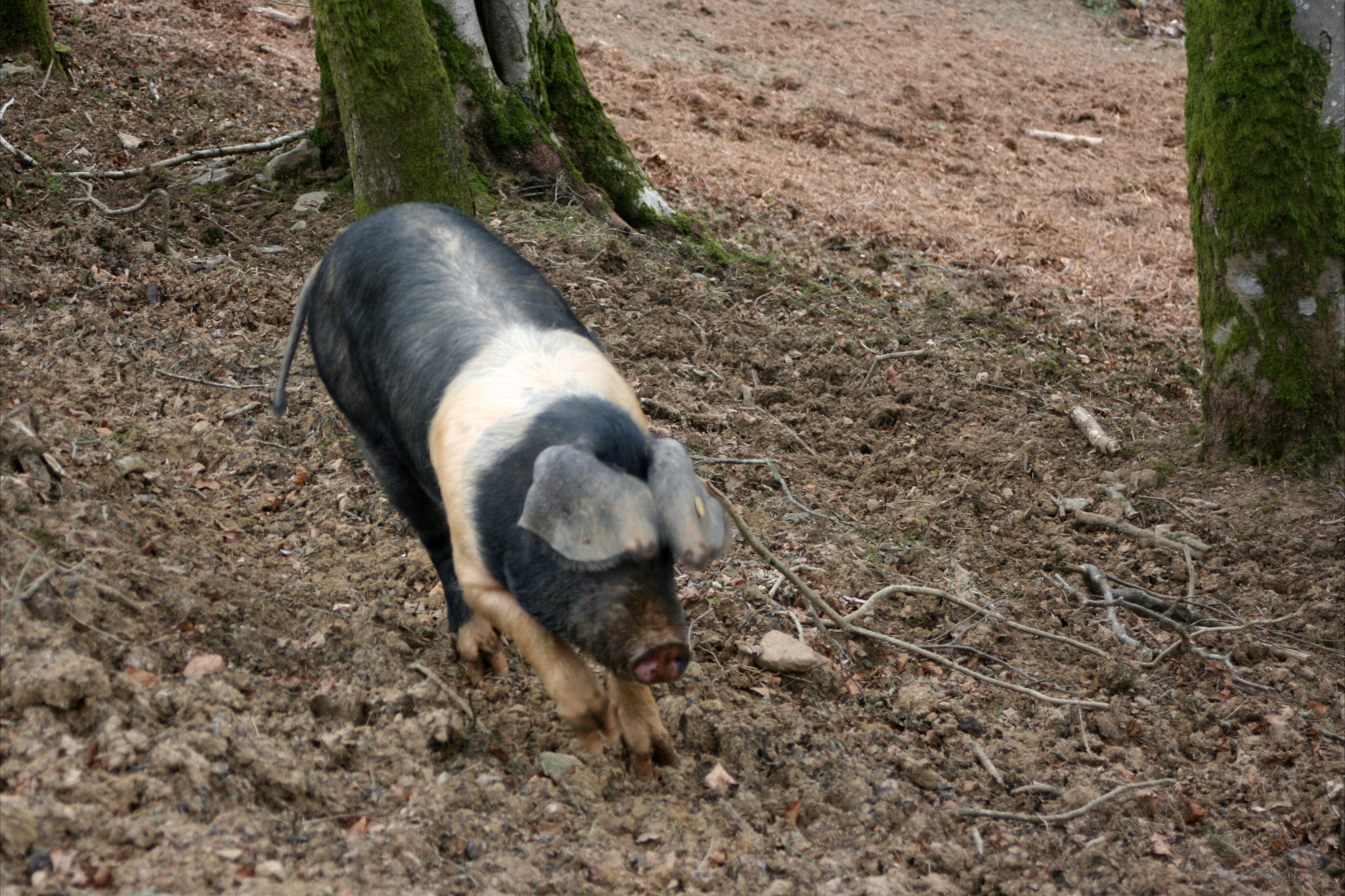 Photo of pig